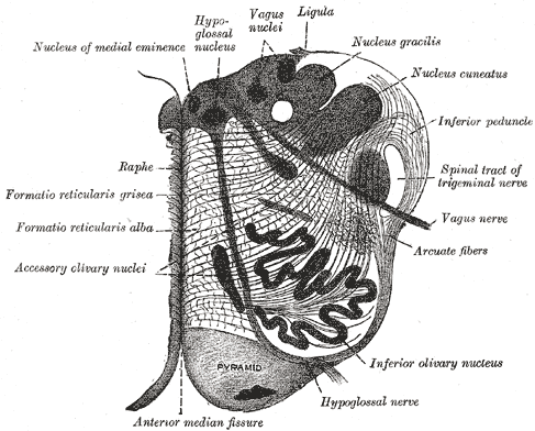 Transverse Section of Medulla