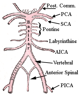 posterior circulation